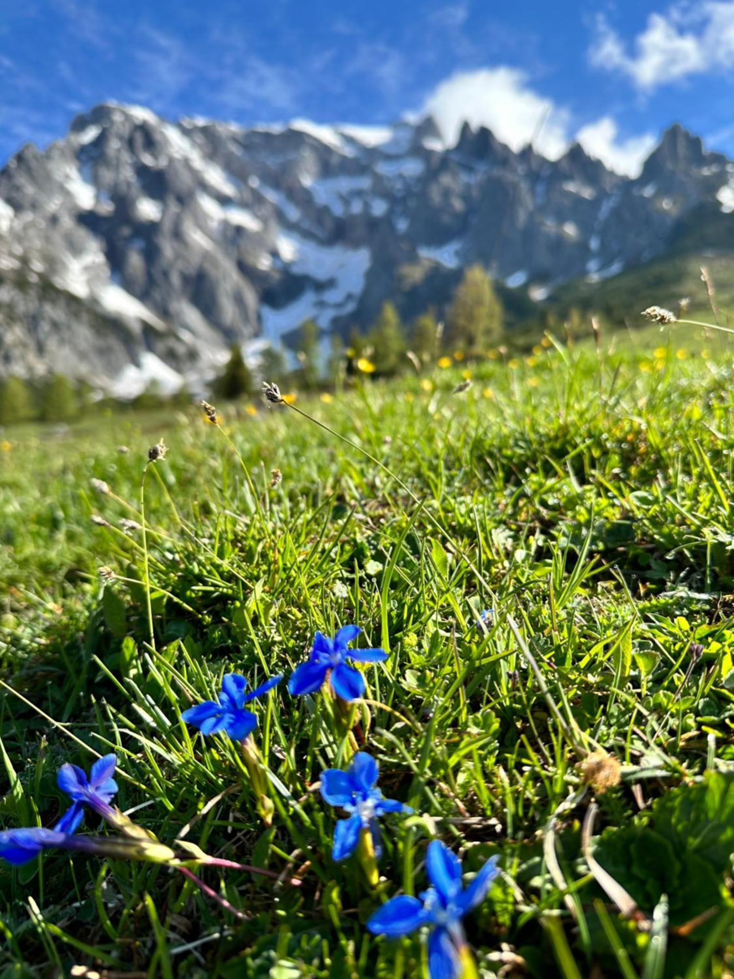 Apart Ursus Hinterthal Maria Alm am Steinernen Meer Buitenkant foto